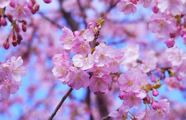 @April cherry-blossoms-april.jpg